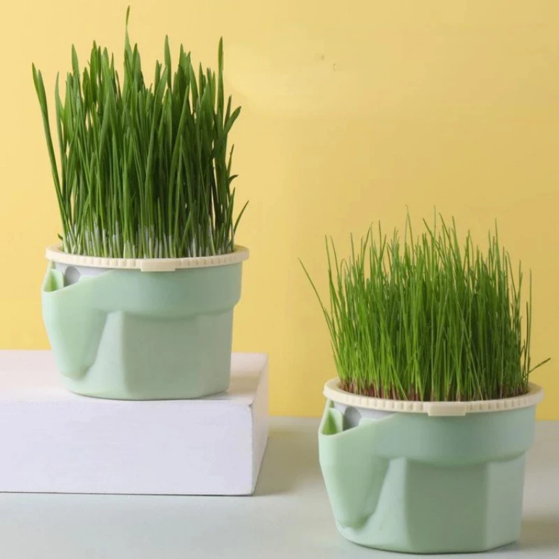 Grow Healthy Cat Grass at Home with the New Hydroponic Sprout Dish 🌱🐾