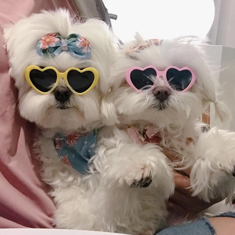 Stylish Pet Sunglasses with Jewelry